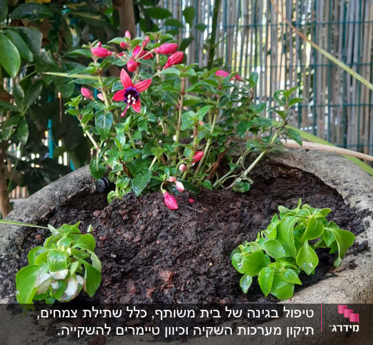 עציץ עם פרחים אדומים ואדמה לחה